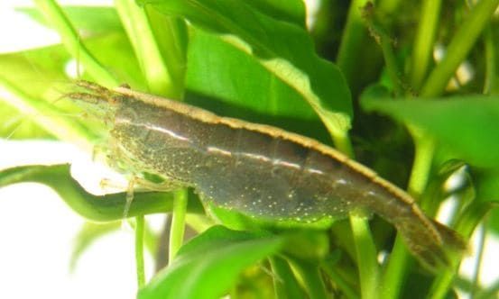 Australian Amano Shrimp - Caridina typus