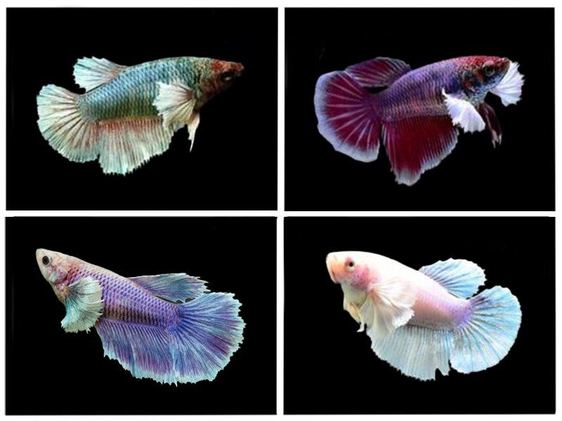 Betta Halfmoon Dumbo Ear Mixed Colour Female