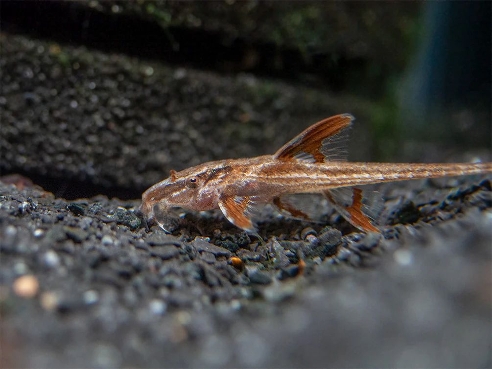 Red Lizard Whiptail Catfish (Rineloricaria sp.)