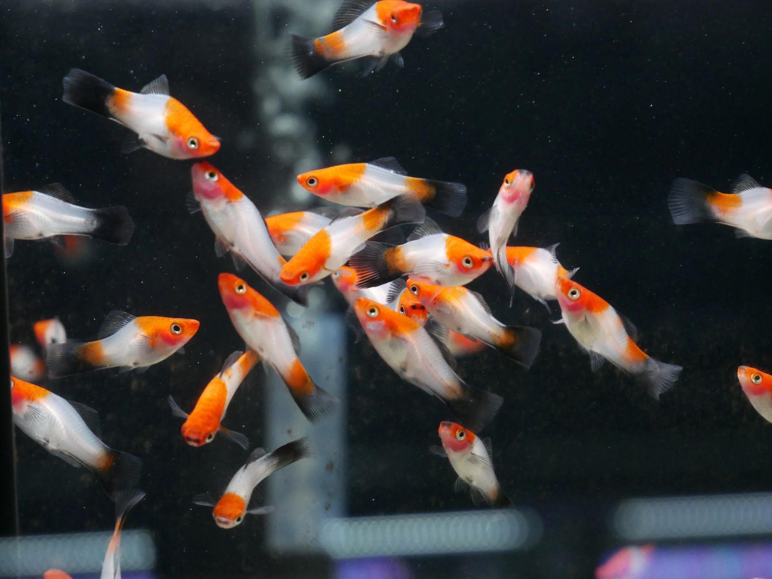 Black Tail Koi Kohaku Swordtail (Xiphophorus helleri)