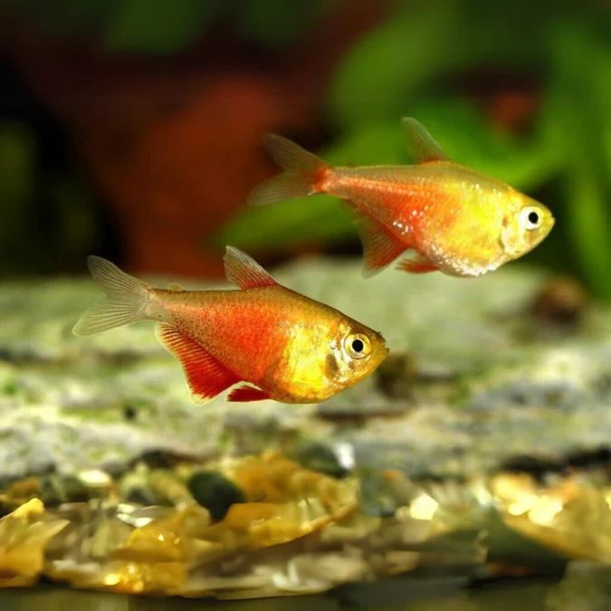 Flame Tetra