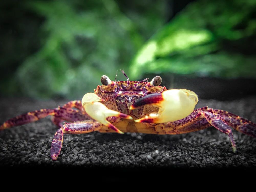White Claw Sulawesi Crab