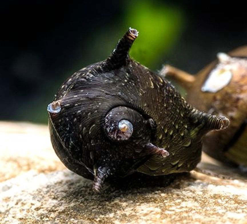 Antenna Nerite Snail (clithon brenspinas)