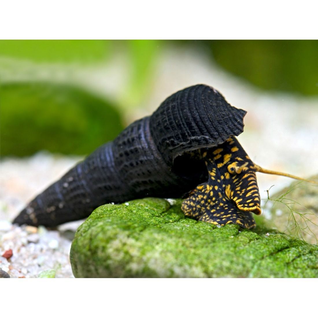Yellow Poso Rabbit Snail