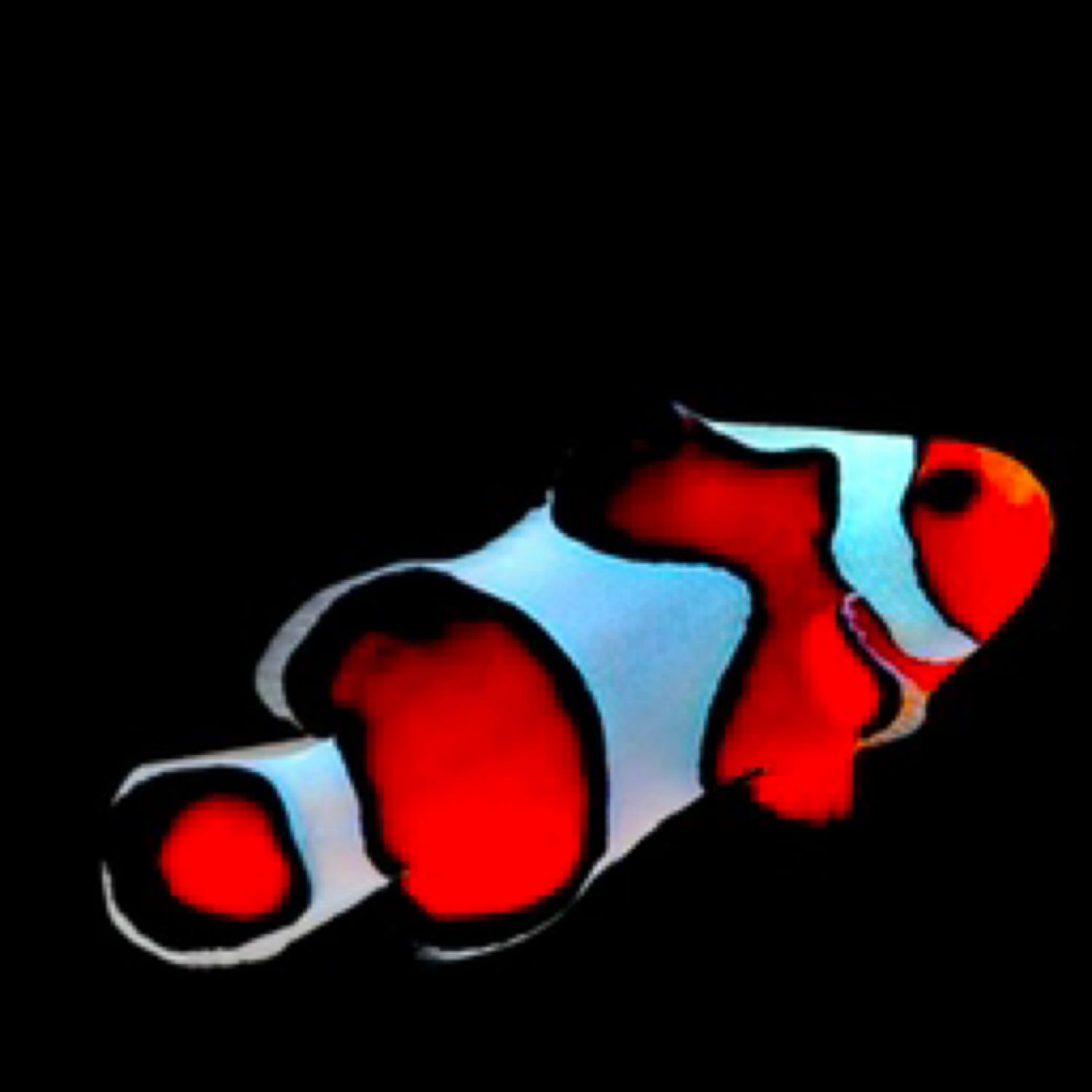 Captive Bred Gladiator Ocellaris clownfish Small