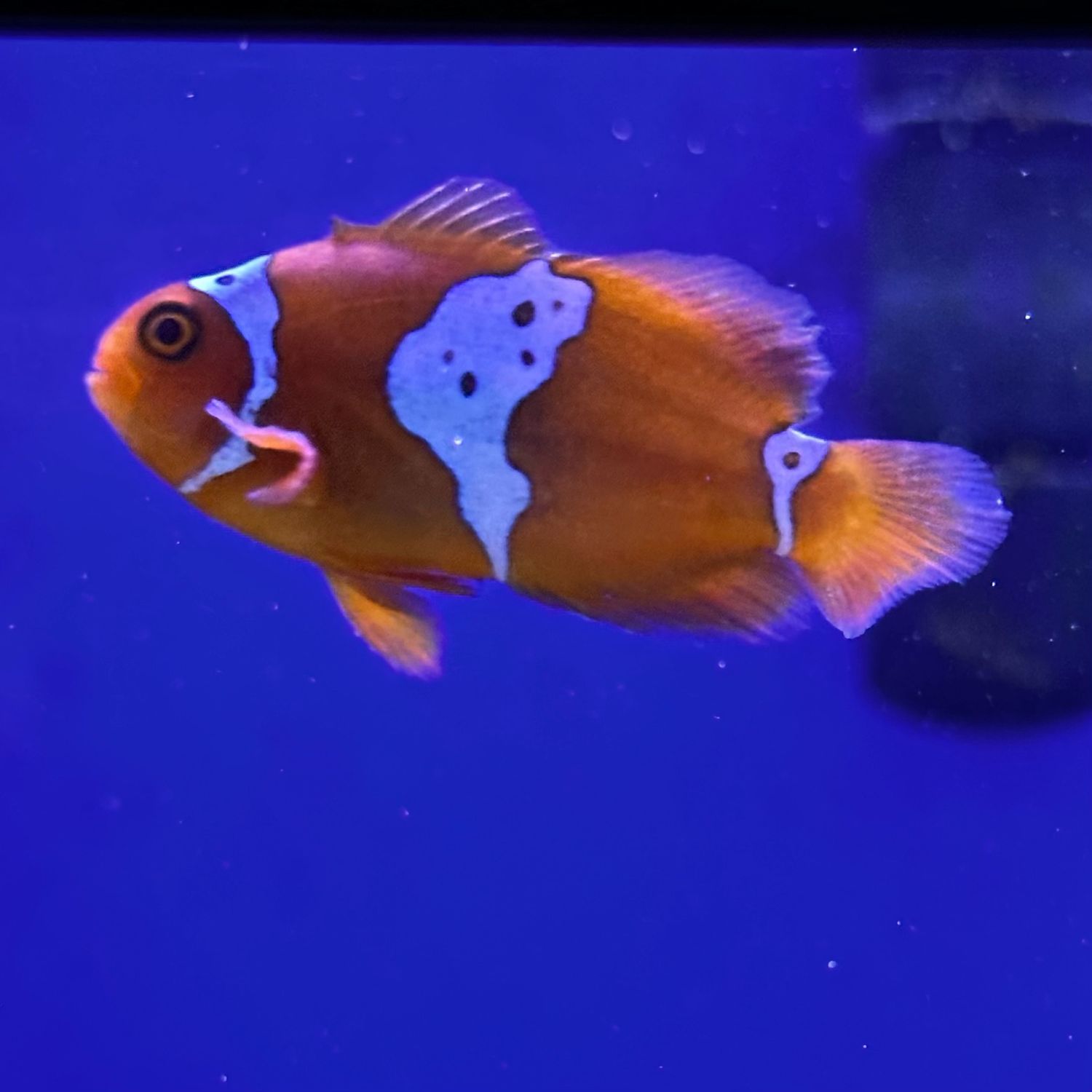 TR Lightning Maroon Clownfish, Size: Small