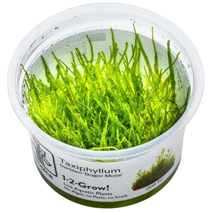 Tropica Taxiphyllum barbieri &#39;Bogor Moss&#39;  1-2-Grow!