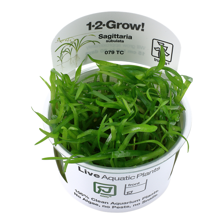 Tropica Sagittaria subulata 1-2-Grow