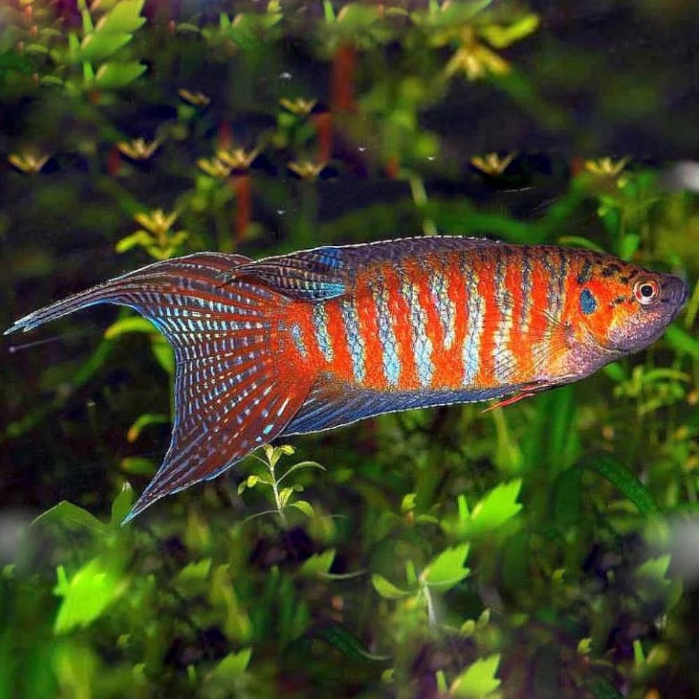 Paradise Blue Gourami