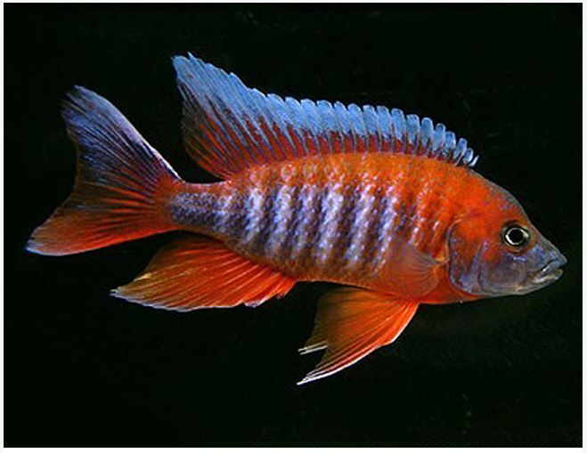 Red Eureka Peacock Cichlid