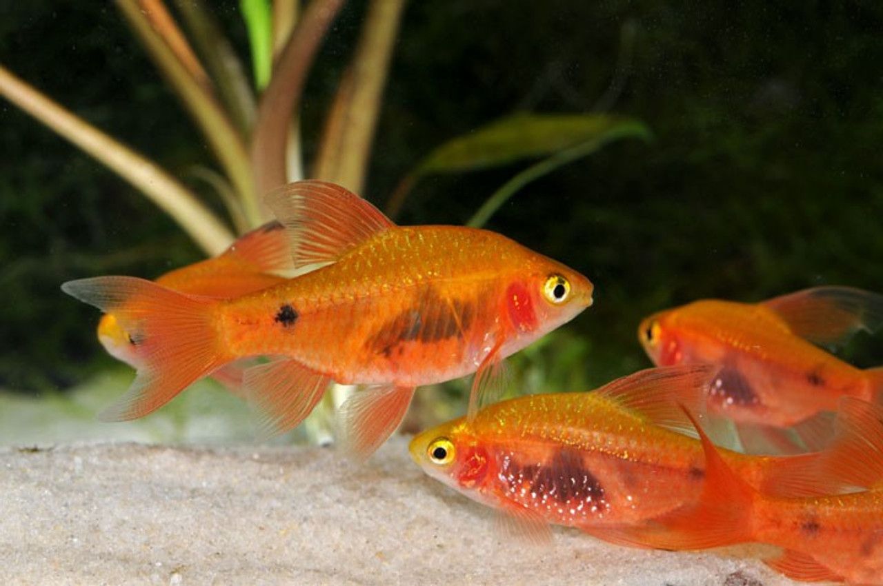 Red Glass Barb