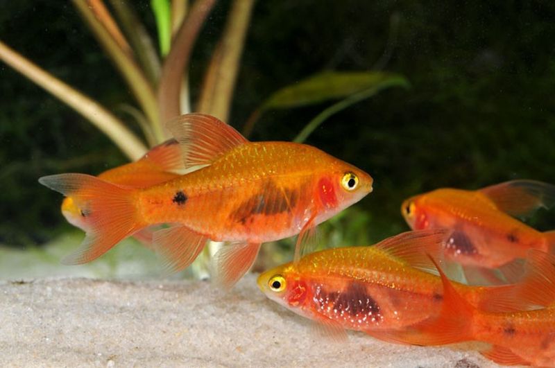 Red Glass Barb