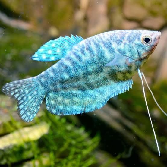 Opaline Gourami