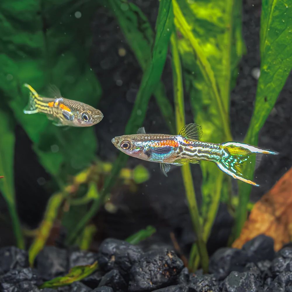 Leopard Endlers Live Bearer