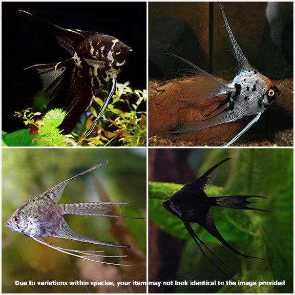 Assorted Veil Angelfish Lg