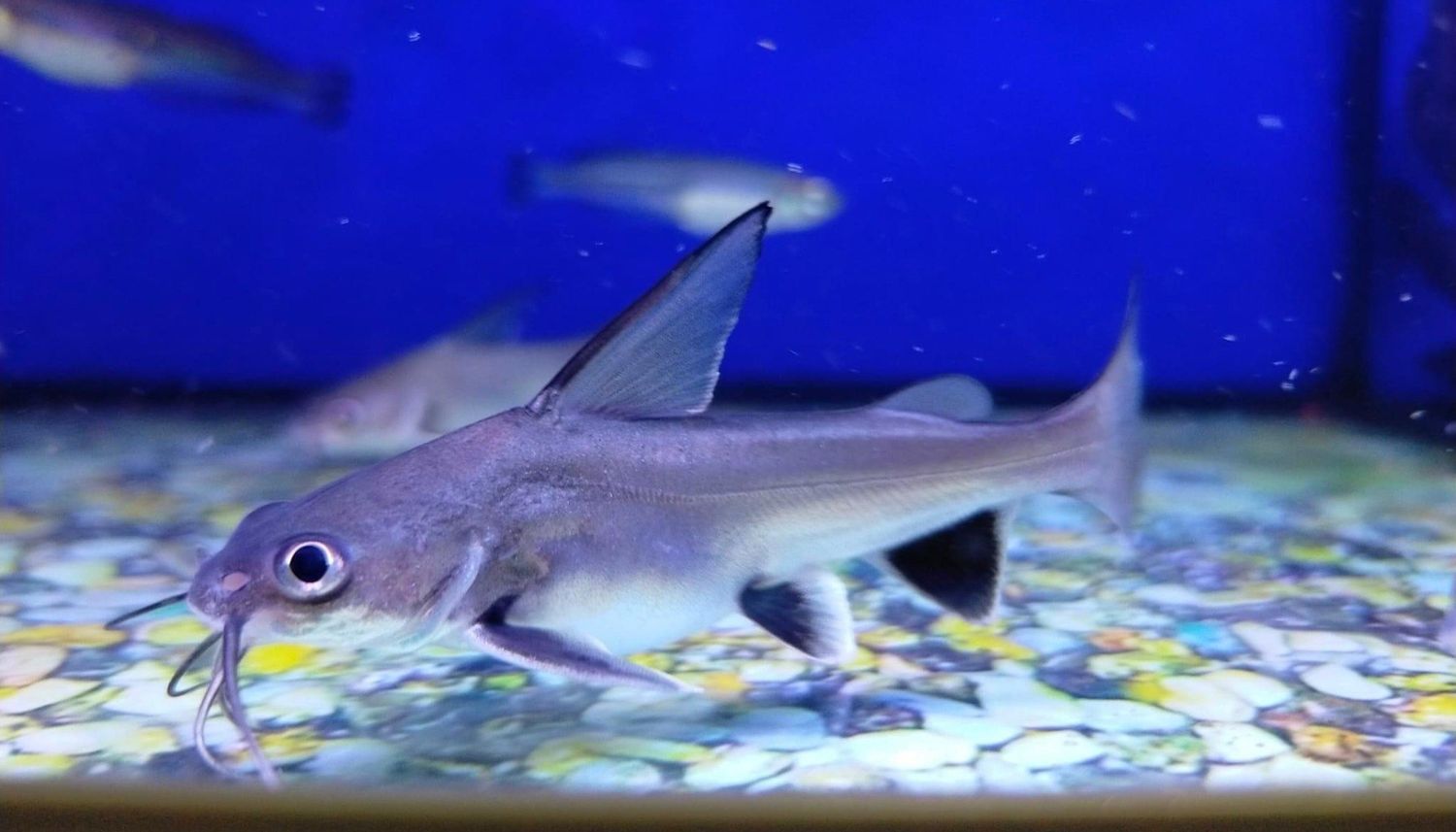 Colombian Shark Catfish - Ariopsis seemanni