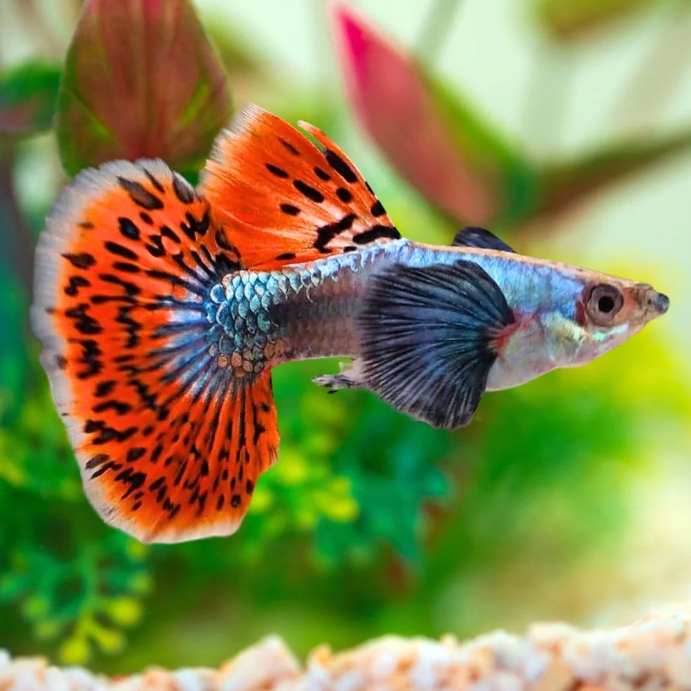 Mixed Dumbo Ear Guppy (Males)