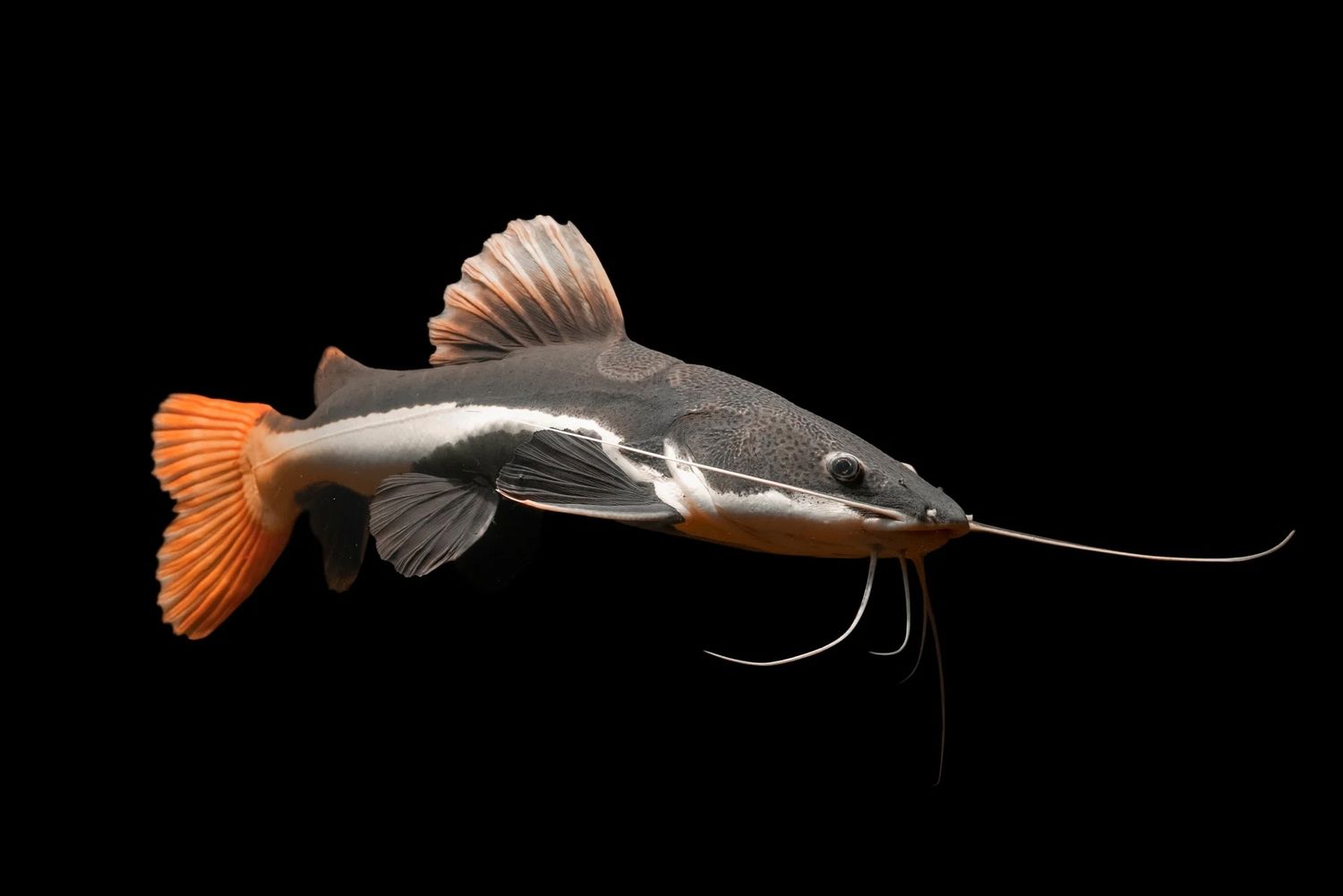 Redtail Catfish 3&quot;