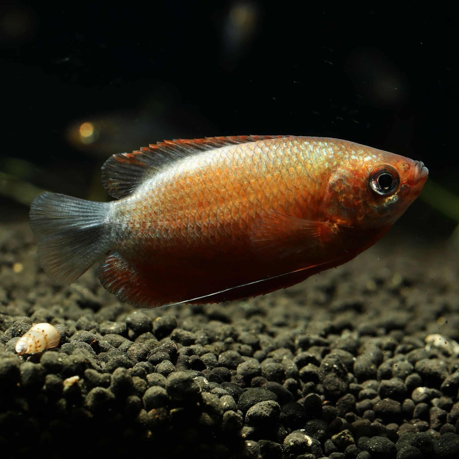 Sunset Honey Thicklip Gourami