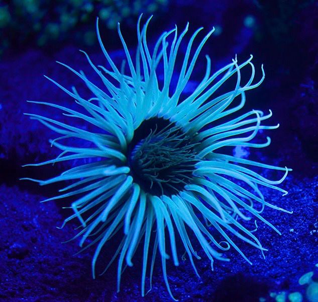 Coloured Tube Anemone XL