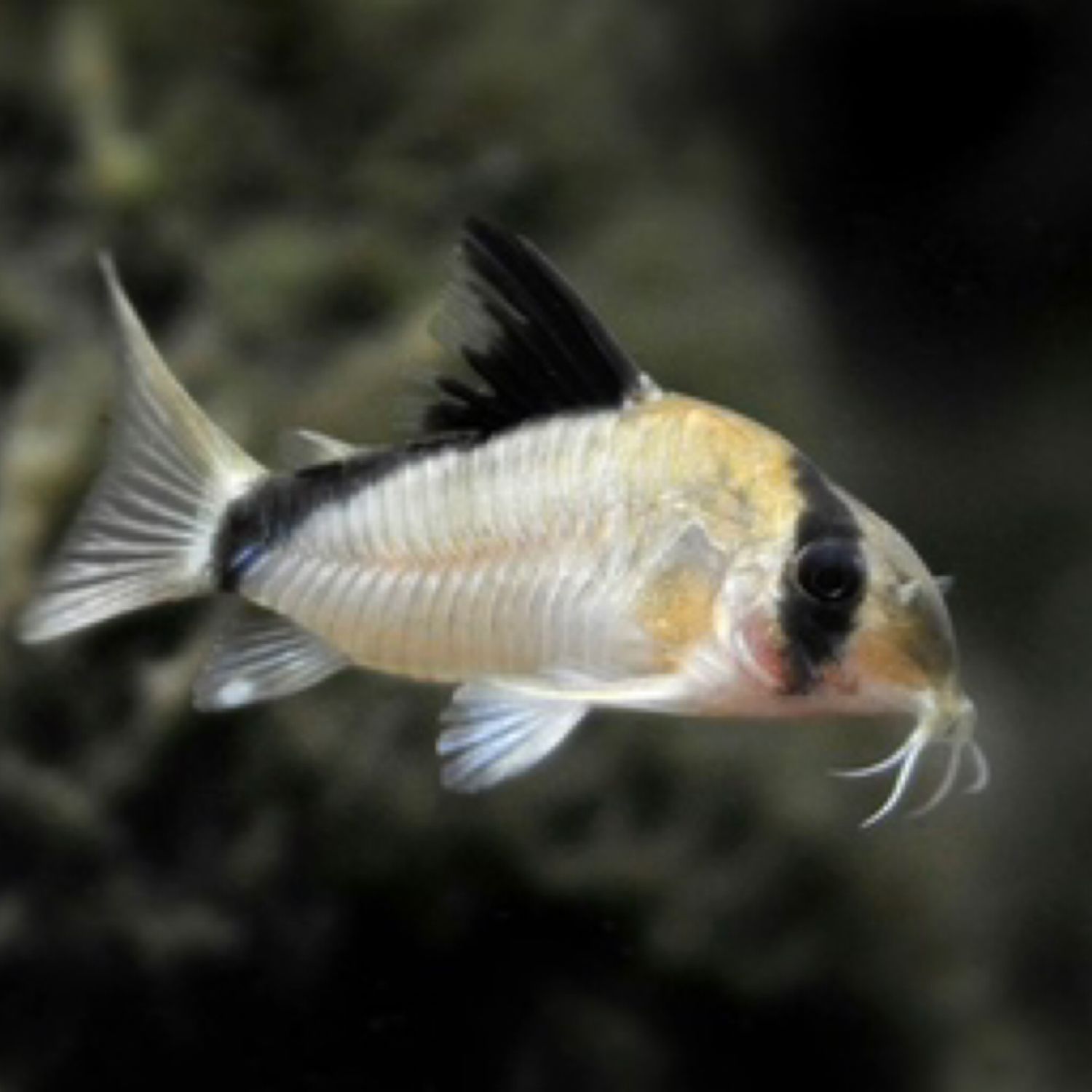 Bandit Corydoras 