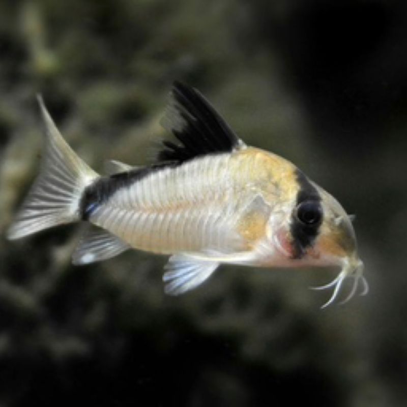 Bandit Corydoras 