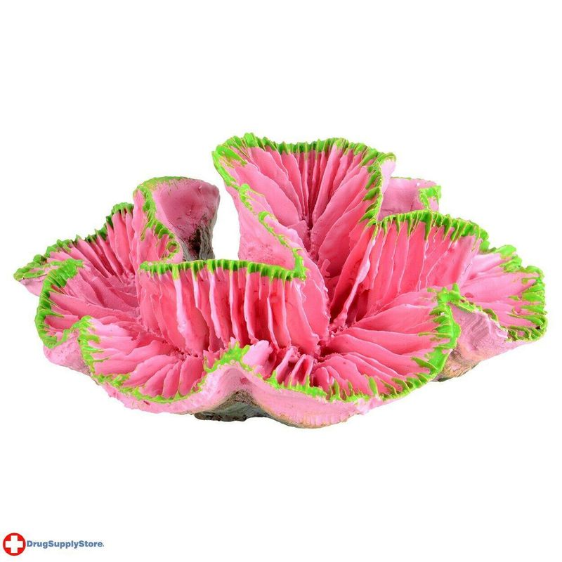 Underwater Treasures Open Brain Coral - Pink