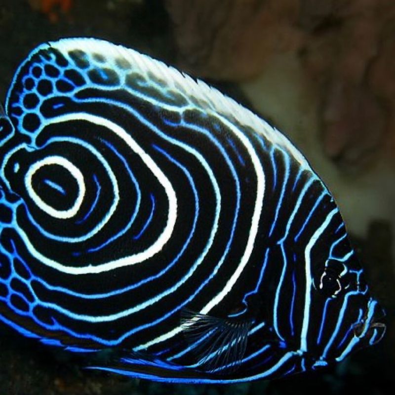 Biota Captive Bred Emperor Angelfish
