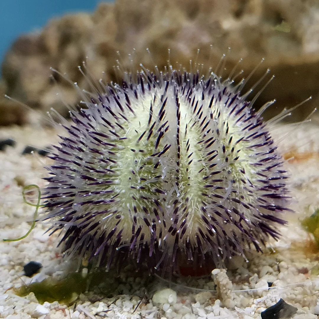 Hairy Purple/Pink Sea Urchin
