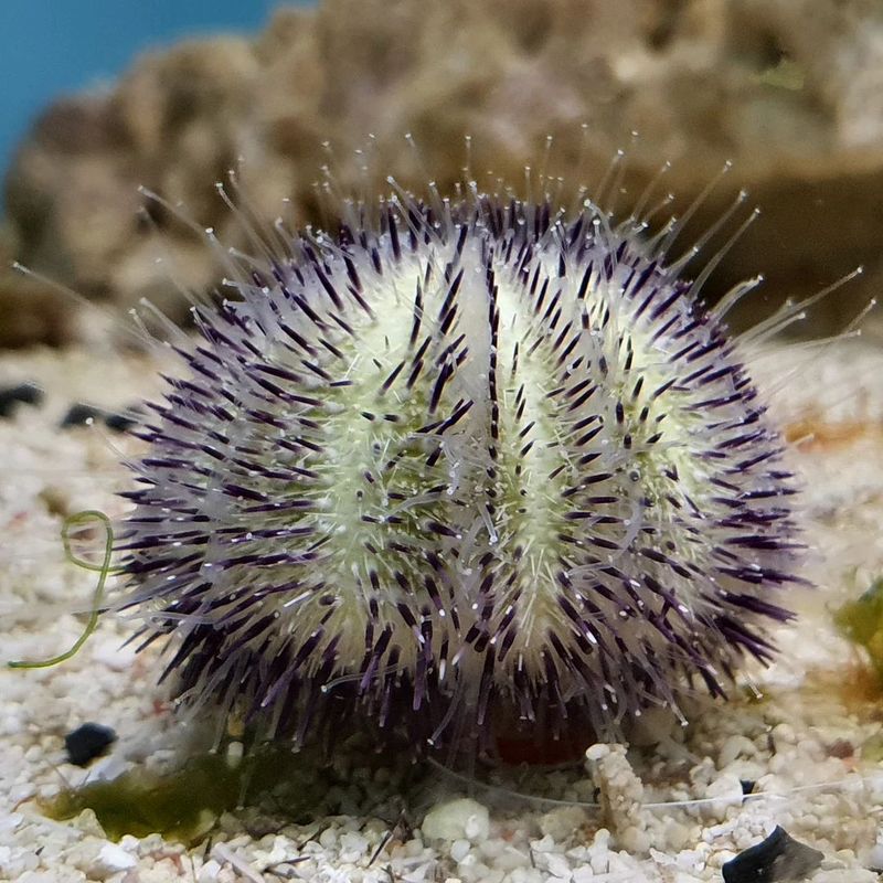 Hairy Purple/Pink Sea Urchin