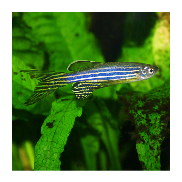 Longfin Zebra Danio