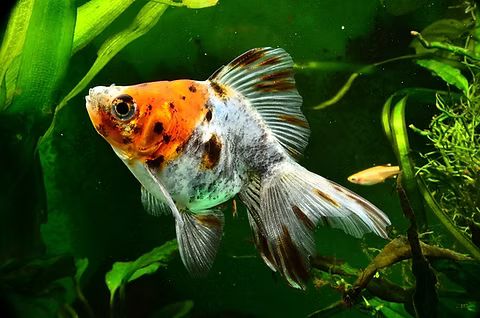 Fantail Calico Goldfish