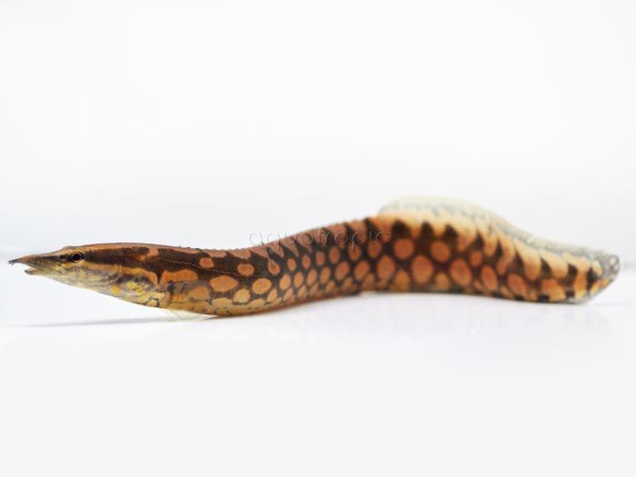 Tire Track Eel - Mastacembelus armatus 3&quot; - 4&quot;