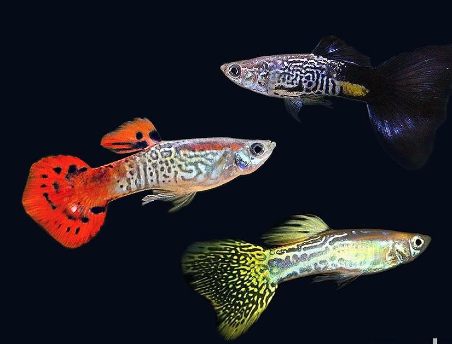 Cobra Mixed Male Guppy