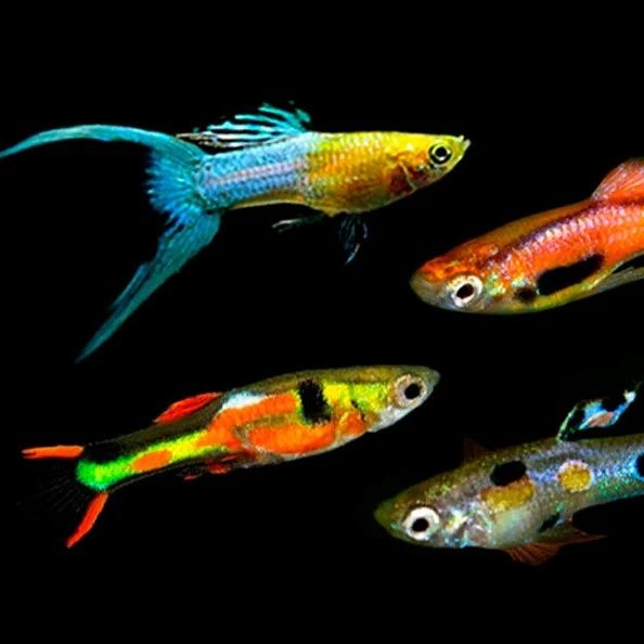 Endlers - Mixed colour Male