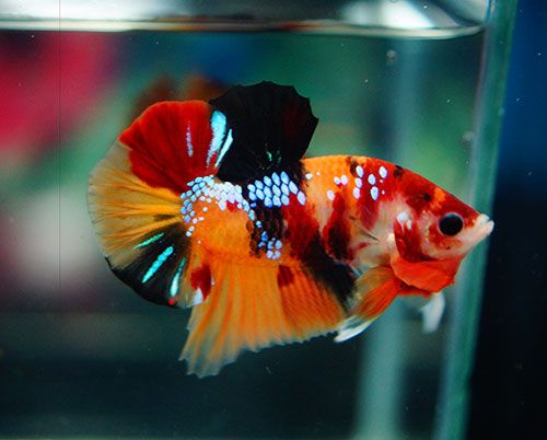 Plakat Koi Nemo Betta
