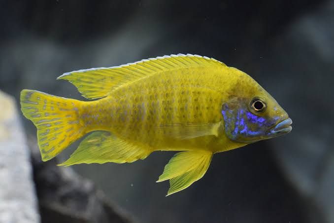 Yellow Peacock Cichlid