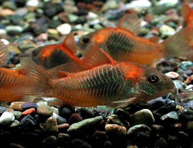 Red Sailfin Venezuela Cory Catfish