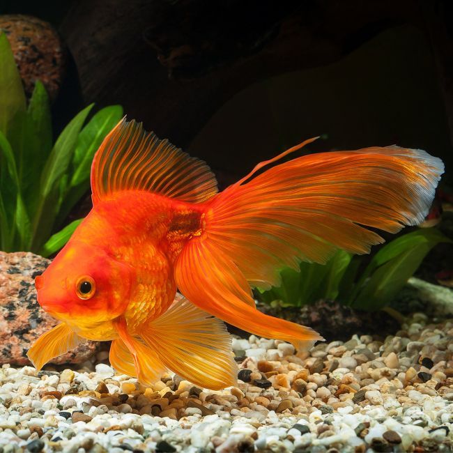 Red Fantail Goldfish