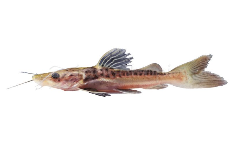 RT Leopard - RT X Tiger Shovelnose Hybrid (Pharactocephalus sp. X Pseudoplatystoma sp.)