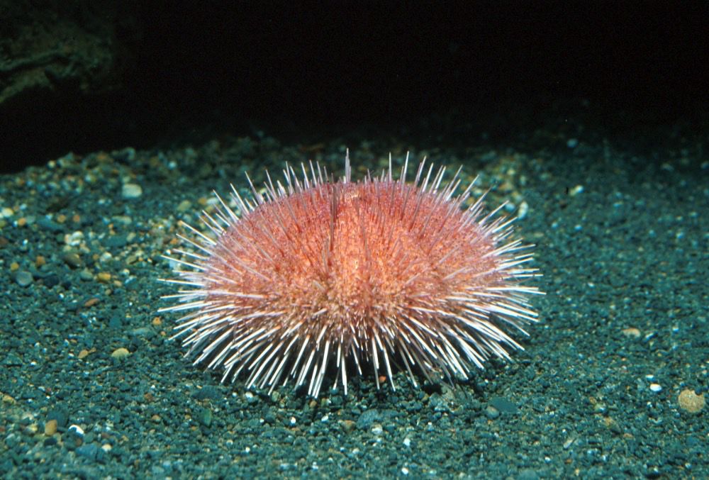 Pink Short Spine Sea Urchin