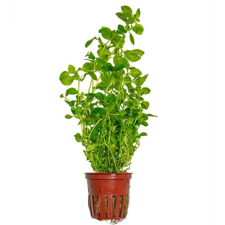 Tropica Ludwigia palustris &#39;Green&#39;