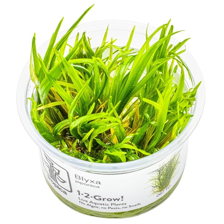 Tropica Blyxa japonica 1-2-Grow