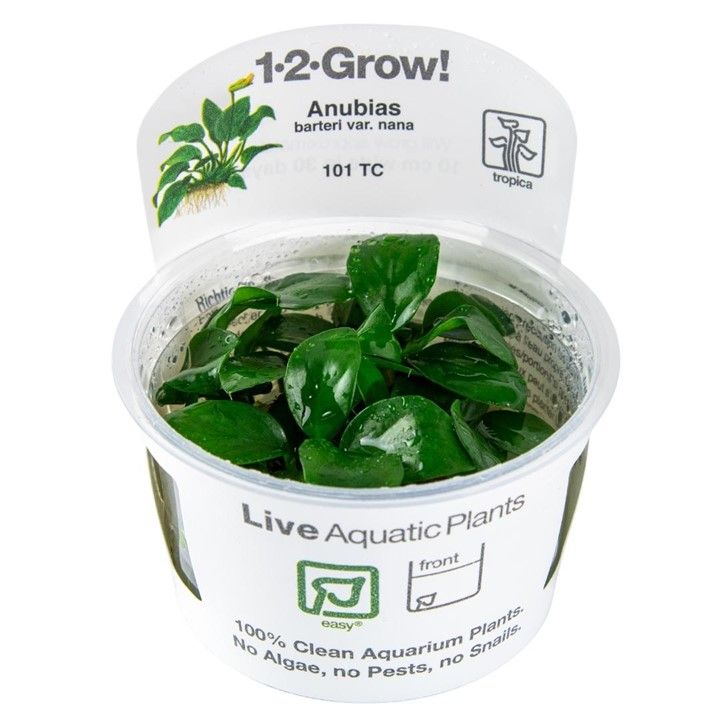 Tropica Anubias barteri &#39;Mini Coin&#39; 1-2-Grow