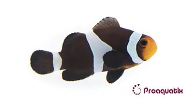 CB Black Ocellaris Clownfish