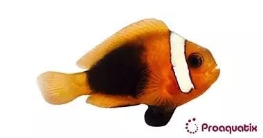 CB Cinnamon Clownfish