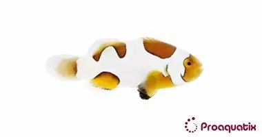 CB Extreme Picasso Percula Clownfish
