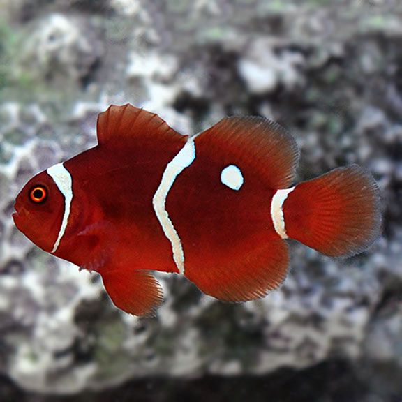 CB Gold Dot Maroon Clownfish