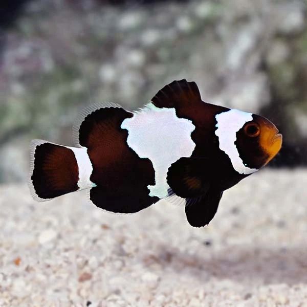 CB Black Snowflake Clown