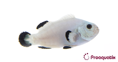 CB Snow Storm Clownfish